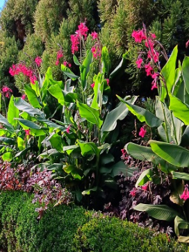 CANNA ehemanii